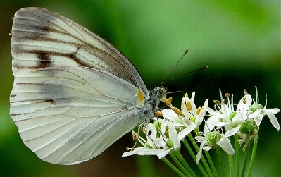 배추 흰나비