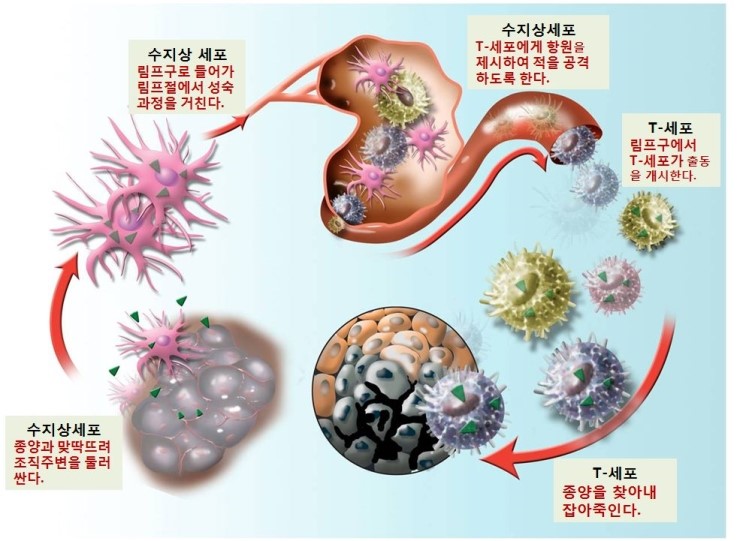 쎈시스템 이미지