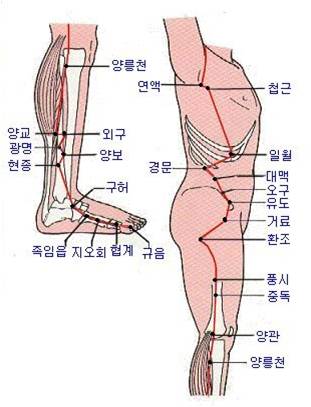 경락의 이론과 실제 = 11. 족소양담경