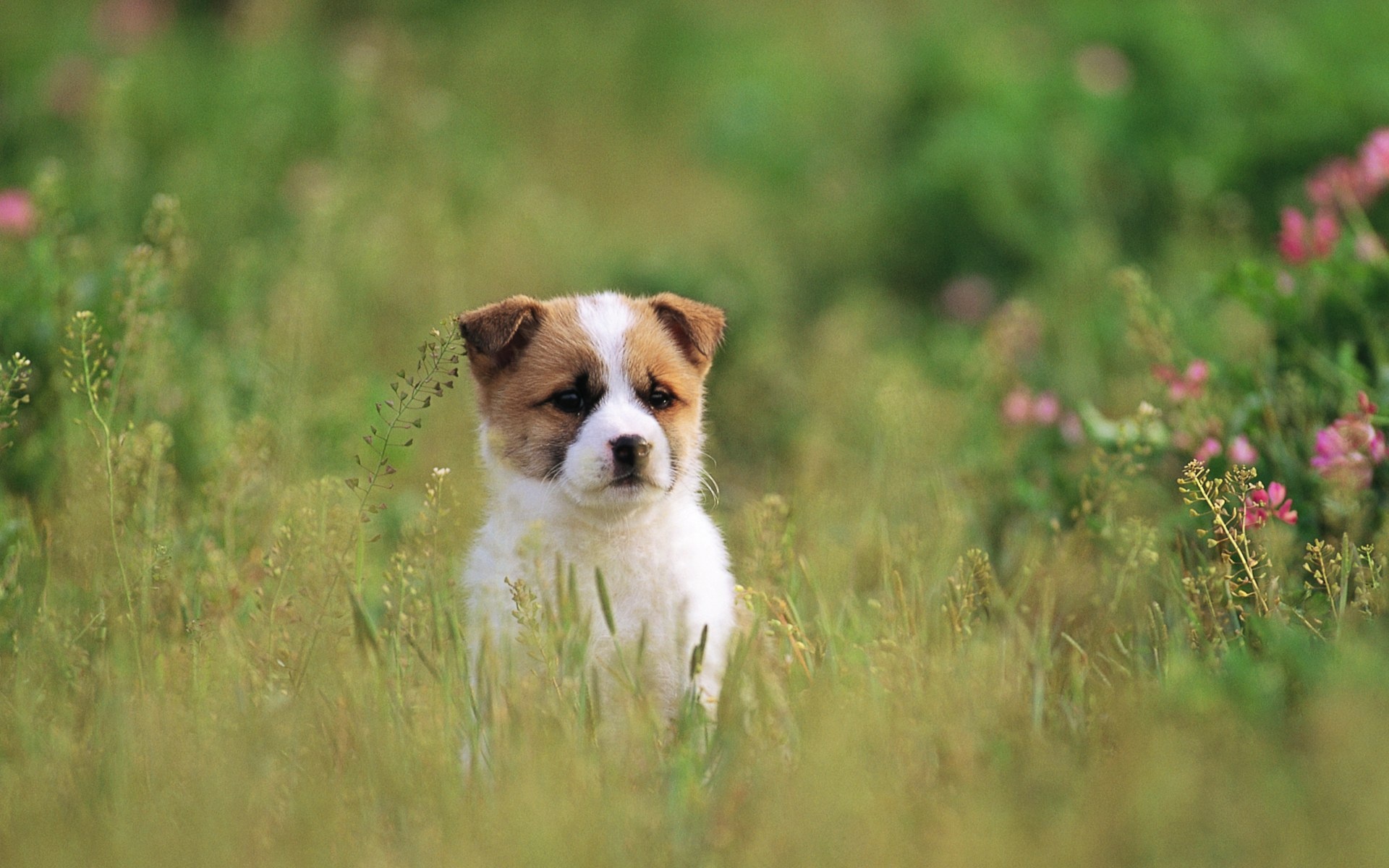 [강아지 고양이 고화질바탕화면]강아지바탕화면/고양이바탕화면