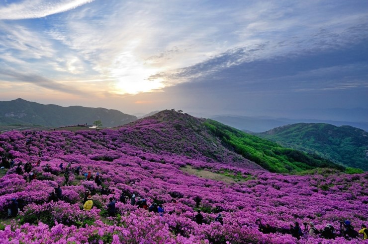 황매산 철쭉