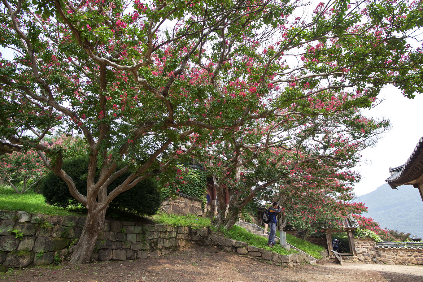 [찍행#12]병산서원 배롱나무