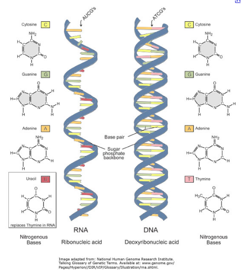RNA 와 DNA의 차이 