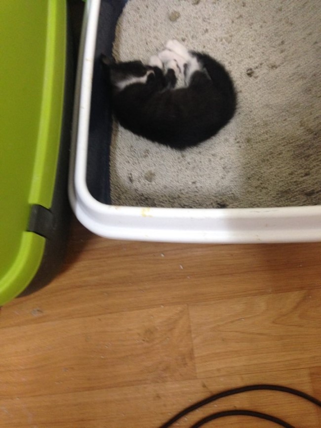 KakaoTalk_20150825_013945015.jpg