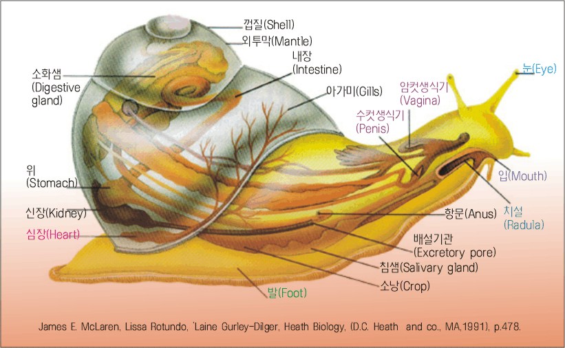 ë¬í½ì´ë¹