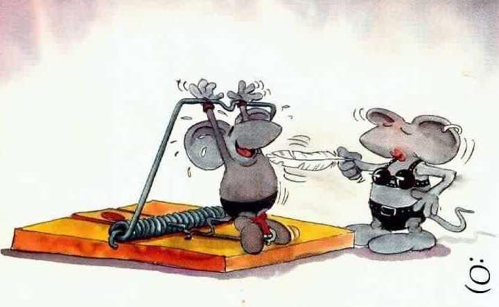 funny mice pictures