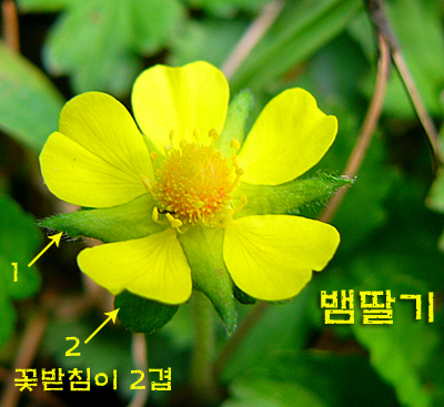 들풀 이미지